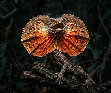 Frilled Dragon