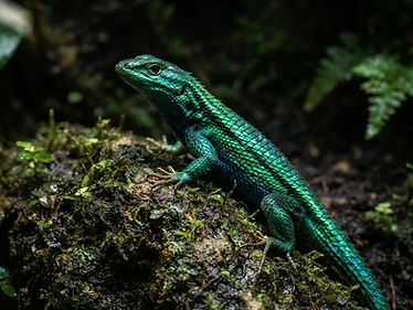 Emerald Swift