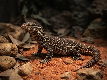 Ackie Monitor