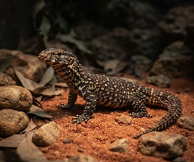 Ackie Monitor