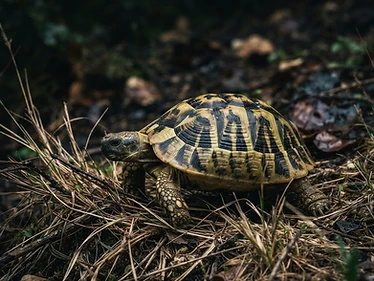 Hermann's Tortoise