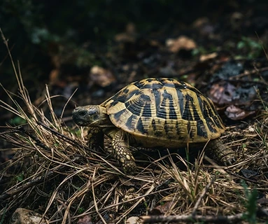 Hermann's Tortoise
