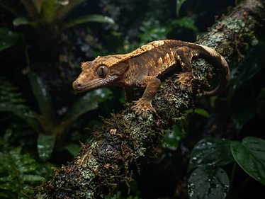 Crested Gecko