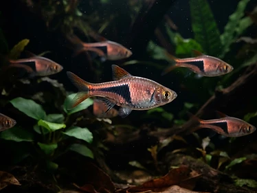 Harlequin Rasbora