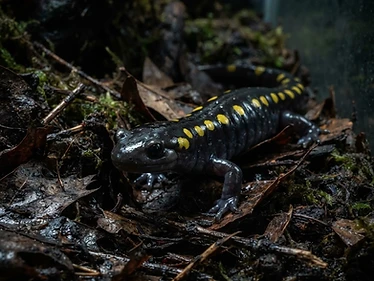 Spotted Salamander