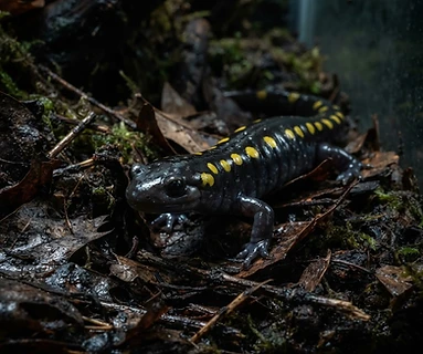Spotted Salamander