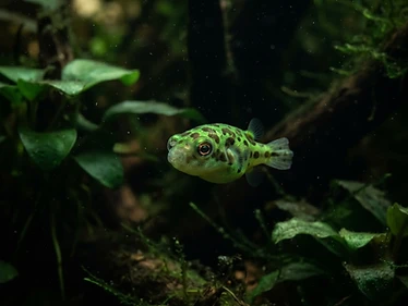 Dwarf Pufferfish