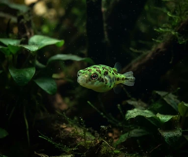 Dwarf Pufferfish