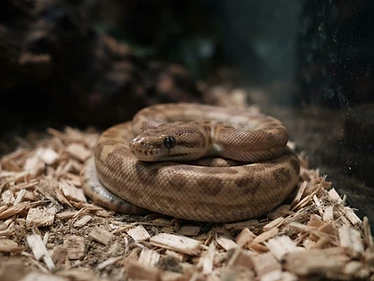Children's Python