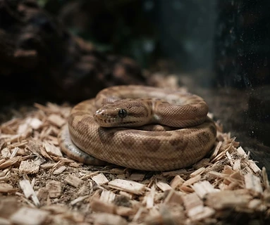 Children's Python