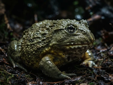 African Bullfrog