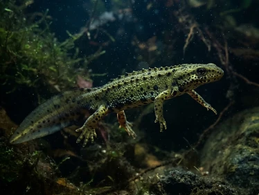 Spanish Ribbed Newt