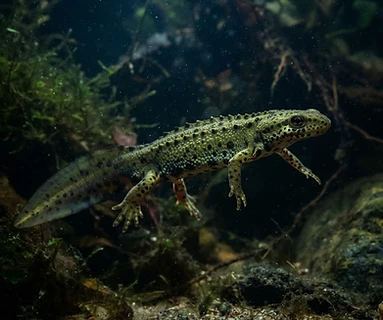 Spanish Ribbed Newt
