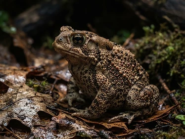 American Toad