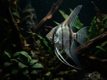 Angelfish