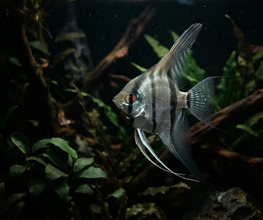 Angelfish