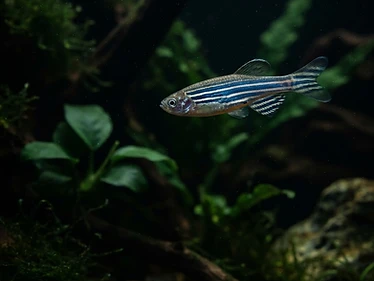 Zebra Danio