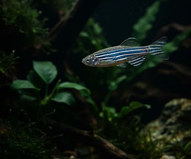Zebra Danio