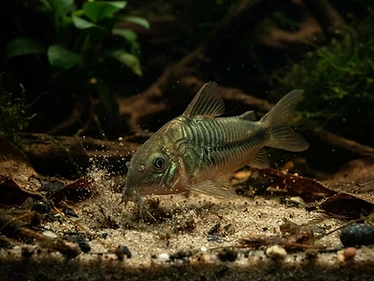 Corydoras Catfish