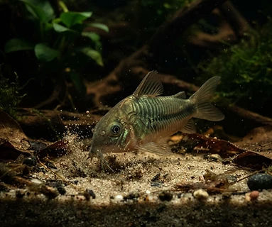 Corydoras Catfish