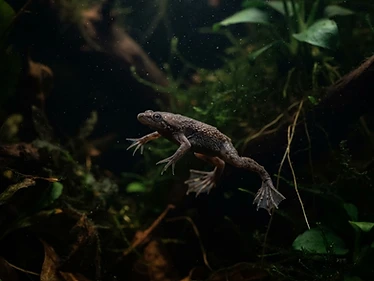 African Dwarf Frog