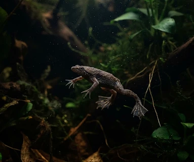 African Dwarf Frog