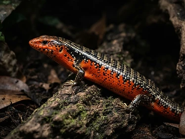 Fire Skink