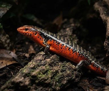 Fire Skink
