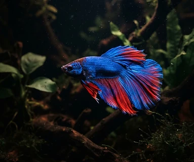 Betta