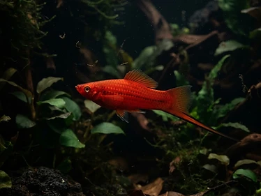 Swordtail