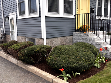 Manicured flower bed with dark mulch and orange tulips