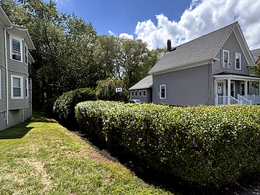 Large neatly trimmed hedge above a mowed lawn