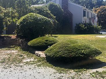 Workers trimming shrubs in front of a house with fresh mulch