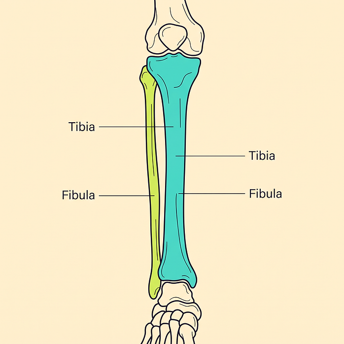 Tap the leg bones to meet them