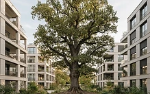 OAKS GROUP | NEWS - Arbres et densification : repenser l’immobilier en Suisse OAKS GROUP | NEWS - Arbres et densification : repenser l’immobilier en Suisse