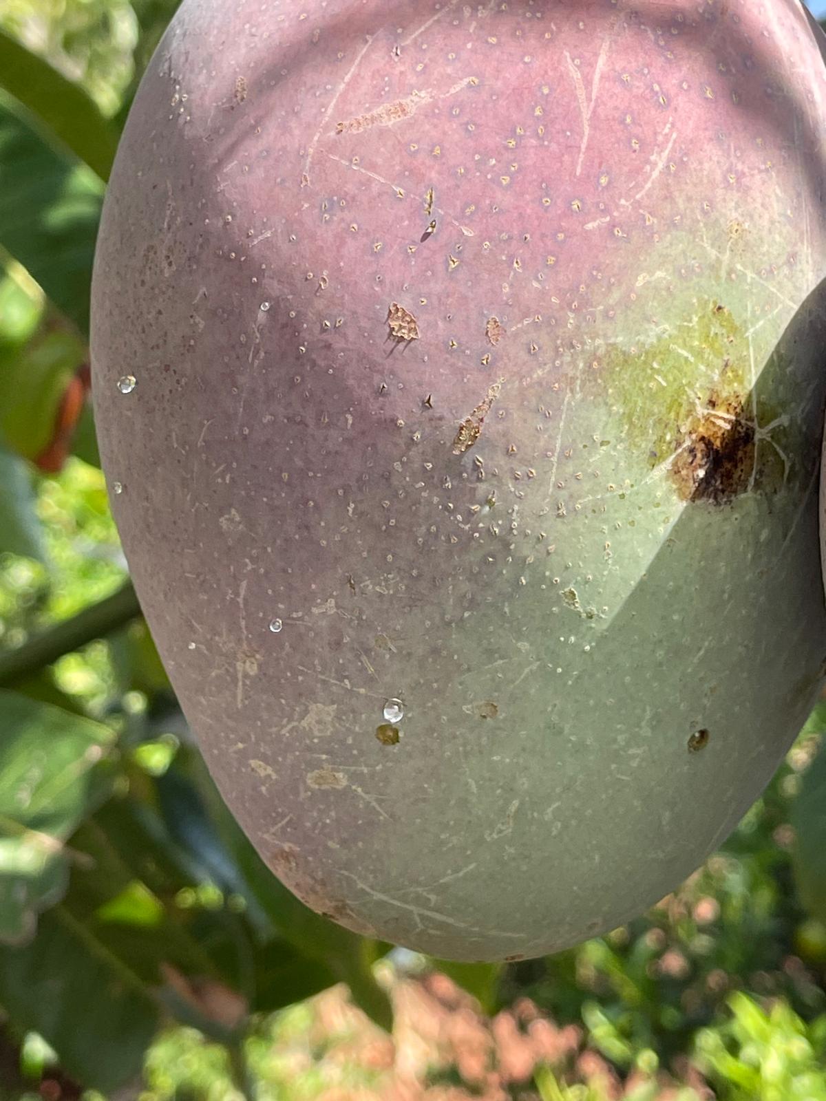 Mangos