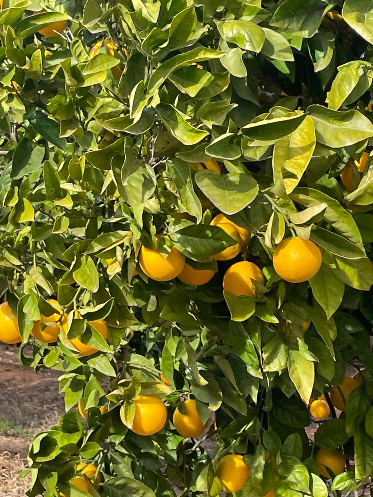 Naranjas