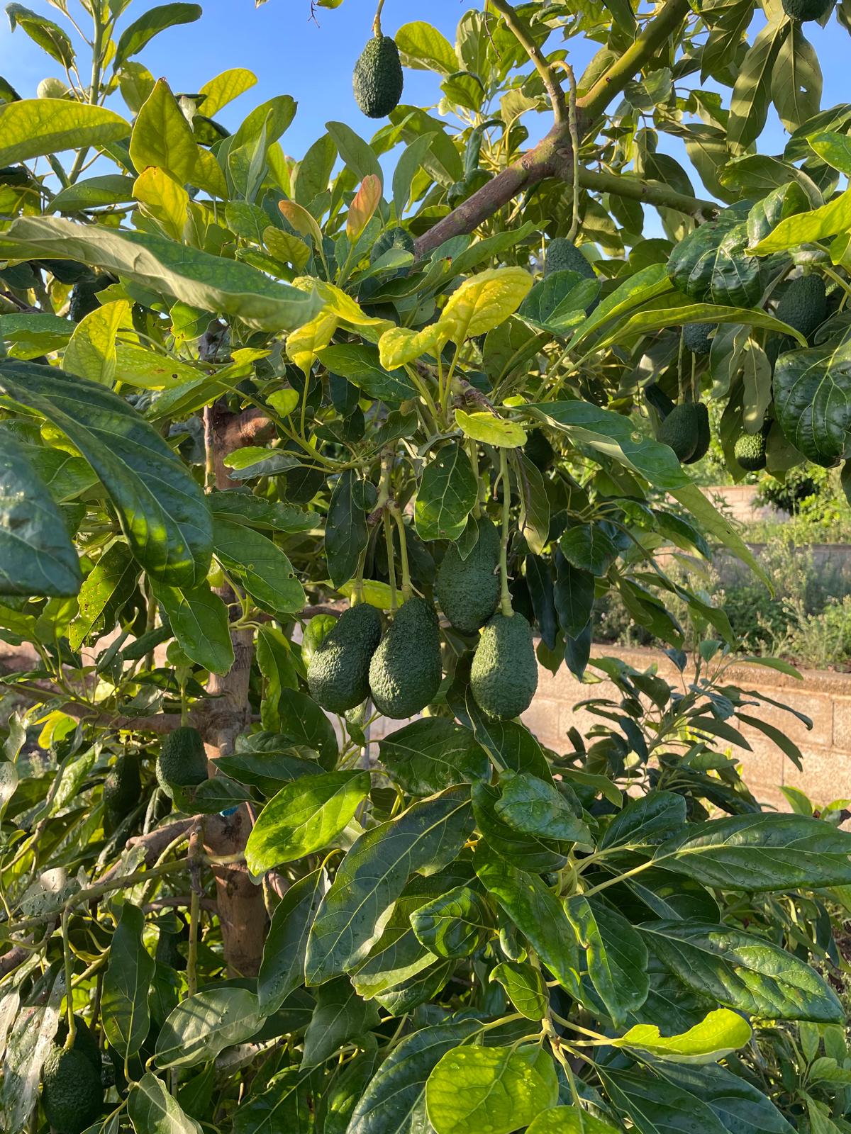 Aguacates