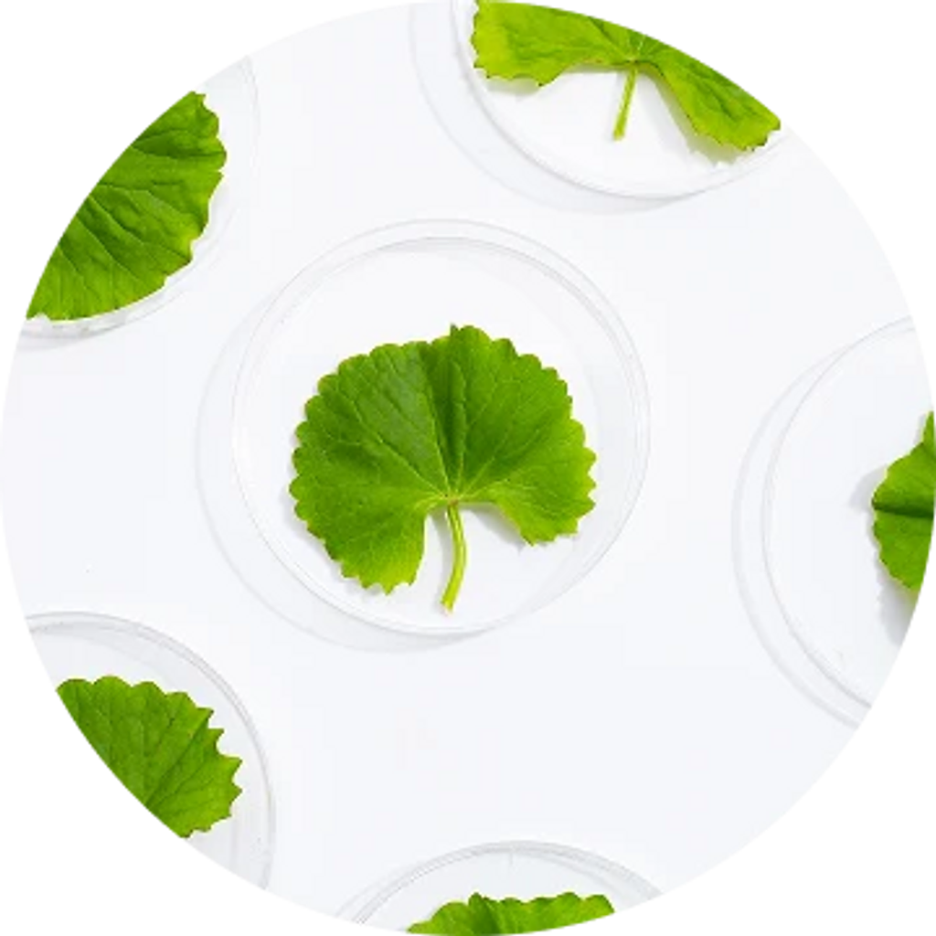 Centella