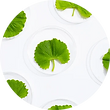 Centella