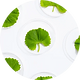Centella