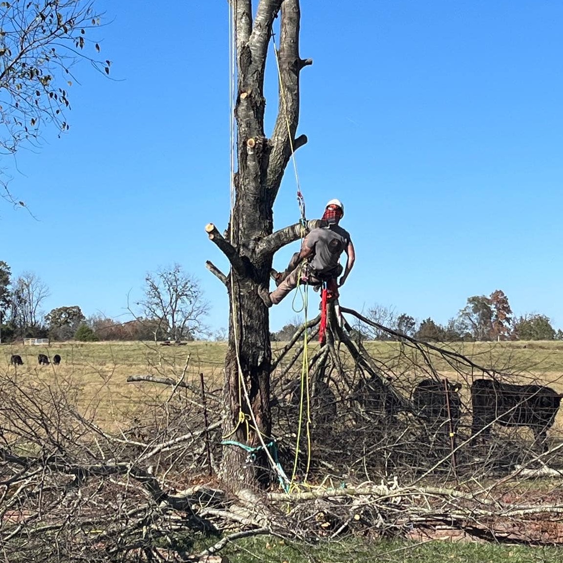 Cleared land with tree removal