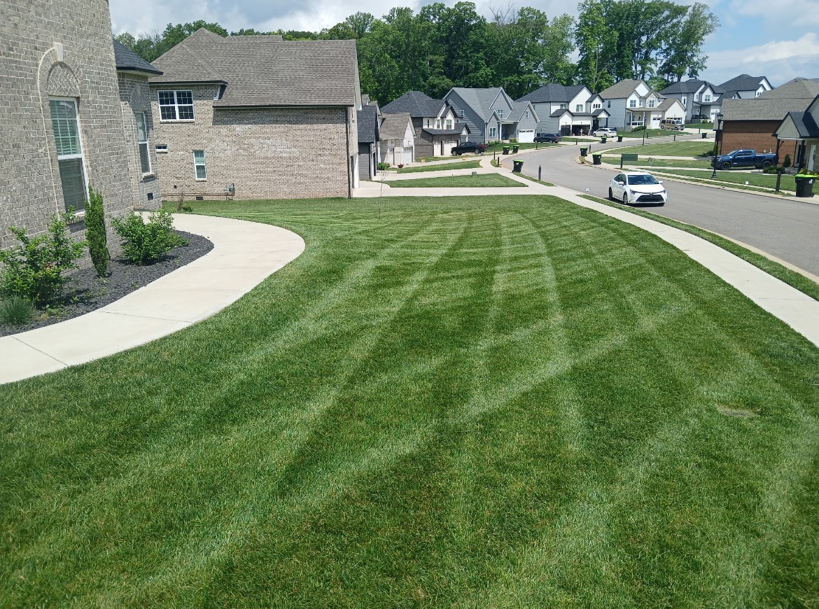 Freshly mowed lawn on residential street
