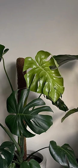 plant
