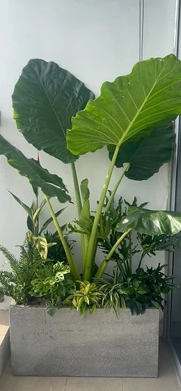 plant