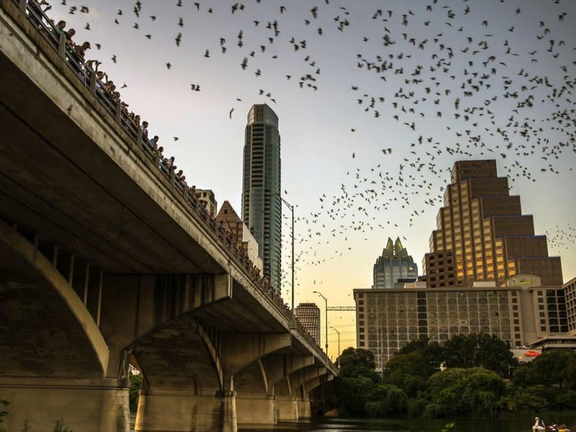 Congress Avenue Bats