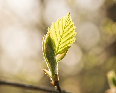 A young leaf unfolding in morning sunlight