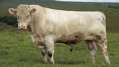 Profile of a Whitebred Shorthorn bull showing anatomical conformation