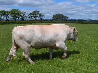 A Whitebred Shorthorn bull walking through a green pasture, prized for easy calving