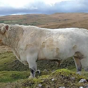 Bull on the Hill — Whitebred Heritage
